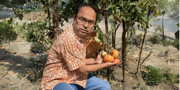 কীটনাশক ছাড়াই চাষ হবে বাকৃবি উদ্ভাবিত ‘বাউ বিফস্টেক টমেটো-১’